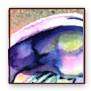 abalone on sand