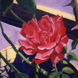 cool red rose