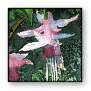fuchsias