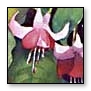 hanging fuchsias