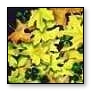 maple leaves and sorrel