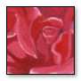 cool red rose