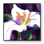 trilliums